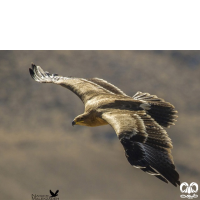 گونه عقاب صحرایی Aquila nipalensis